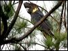 Click here to enter gallery and see photos of Glossy Black Cockatoo