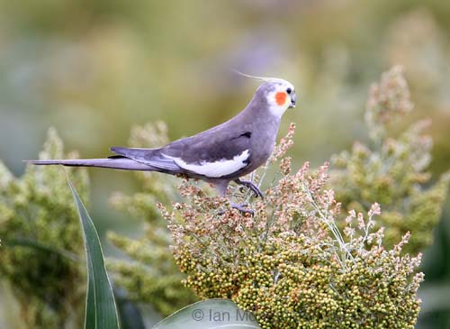 CockatielC30683F