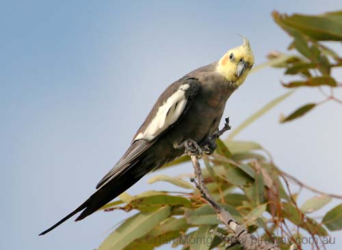 CockatielC30742F