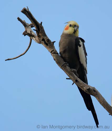 CockatielC30775F