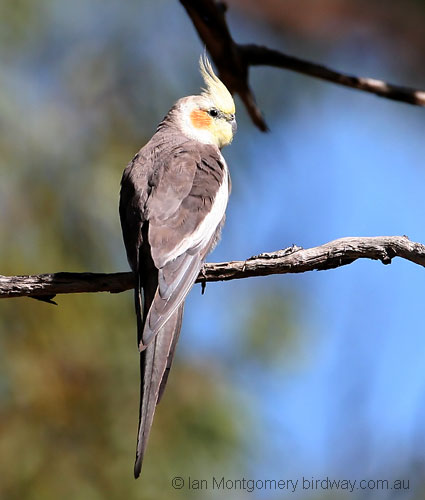 CockatielC33685F