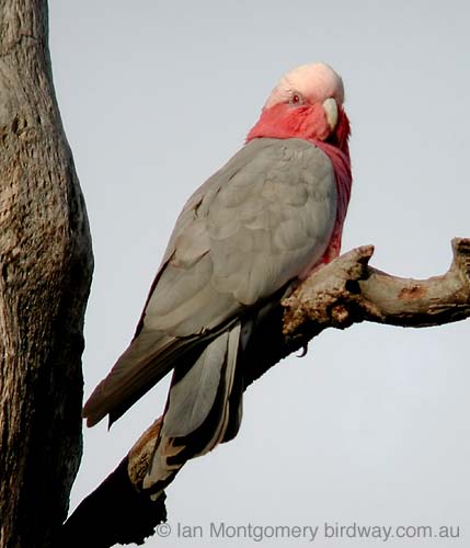 Galah30682F