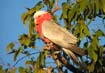 Galah10045F