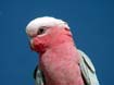 Galah9888