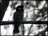 yetail_blk_cockatoo_128060