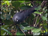 Click here to enter gallery and see photos/pictures/images of New Caledonian Cuckooshrike