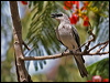 Click here to enter gallery and see photos/pictures/images of White-bellied Cuckooshrike