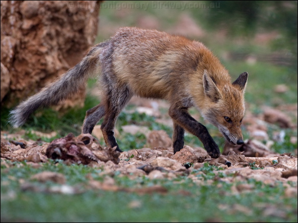 Red Fox red_fox_160994.psd