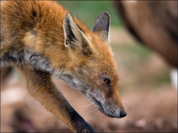 Red Fox red_fox_161292.psd