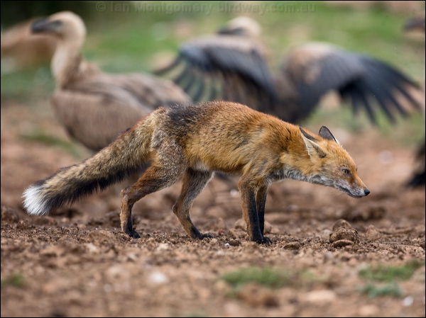Red Fox red_fox_161296.psd
