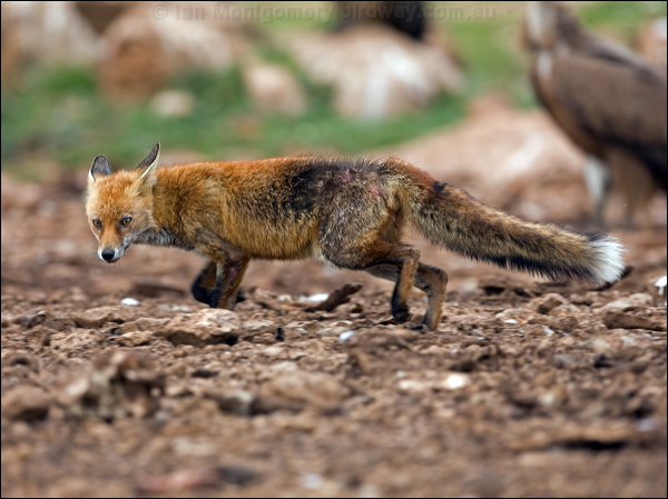 Red Fox red_fox_161297.psd