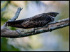 Click here to enter gallery and see photos/pictures/images of White-throated Nightjar gallery