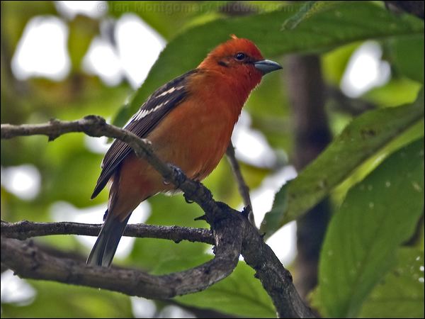 Flame-colored Tanager flamecolortanager_111612.psd