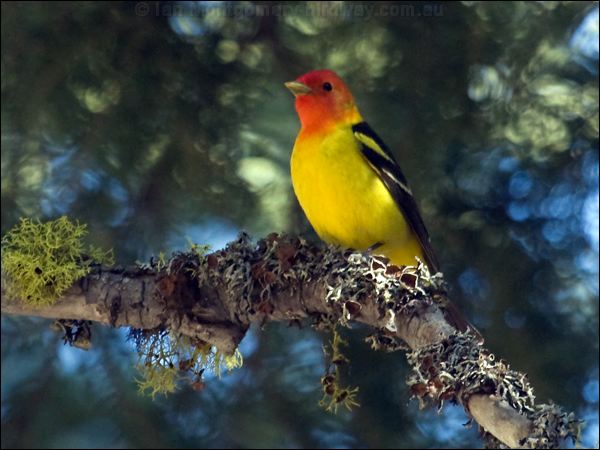 Western Tanager western_tanager_69190.psd