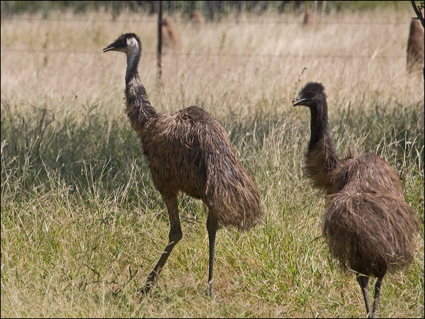Emu emu_186724.psd