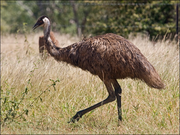 Emu emu_186738.psd