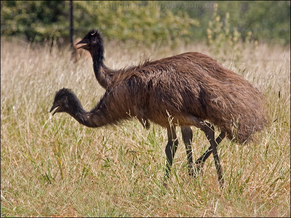Emu emu_186740.psd