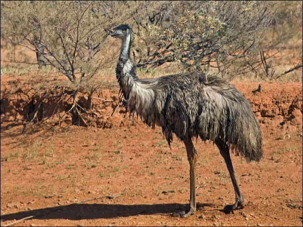Emu emu_188223.psd