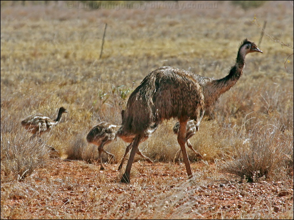 Emu emu_41810.psd
