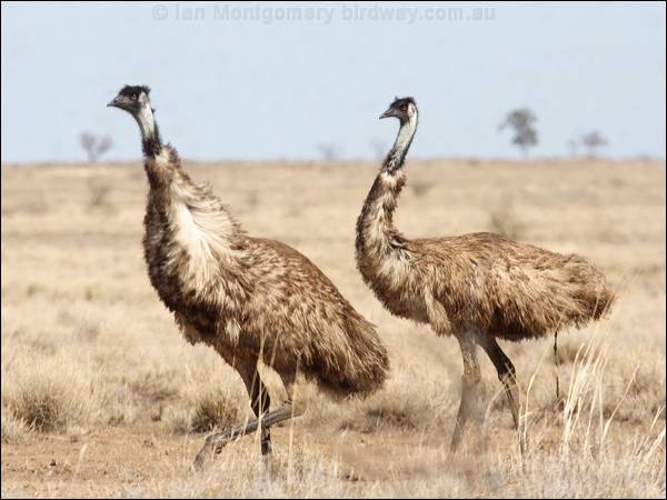 Emu emu_83227.psd