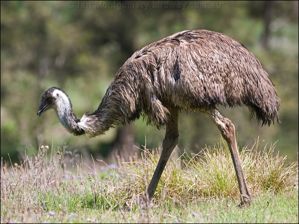 Emu emu_98200.psd