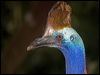 Click here to enter gallery and see photos of Southern Cassowary