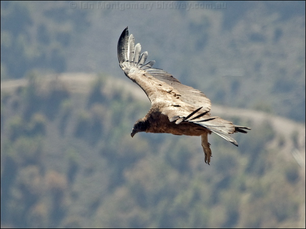 Andean Condor andean_condor_207335.psd