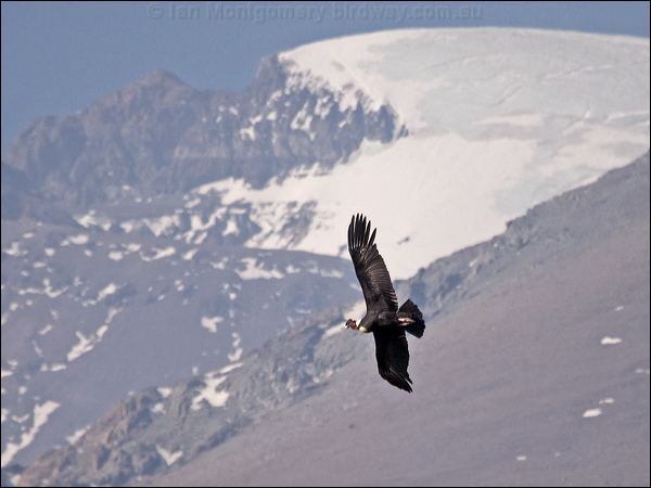 Andean Condor andean_condor_207426.psd