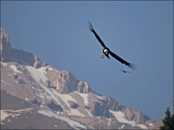 Andean Condor andean_condor_207466.psd