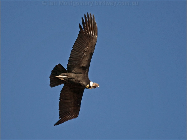 Andean Condor andean_condor_207524.psd