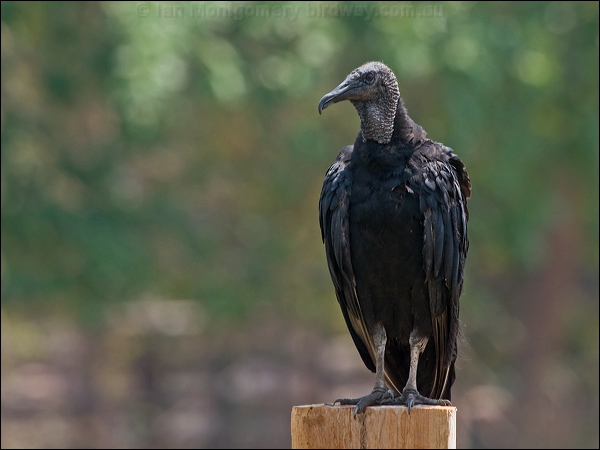 Black Vulture black_vulture_202380.psd