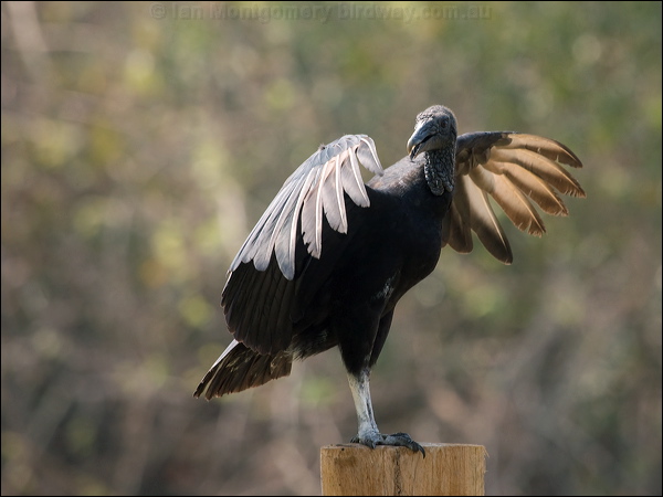 Black Vulture black_vulture_202516.psd
