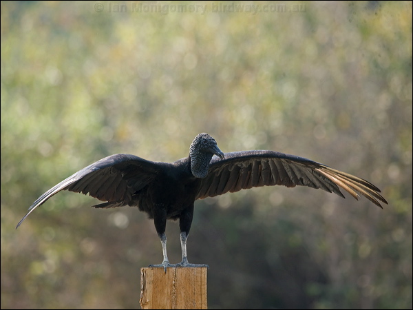 Black Vulture black_vulture_202518.psd