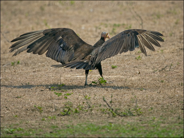 Lesser Yellow-headed Vulture less_yehead_vulture_203098.psd