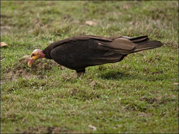Lesser Yellow-headed Vulture less_yehead_vulture_203161.psd