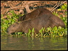 capybara_202602