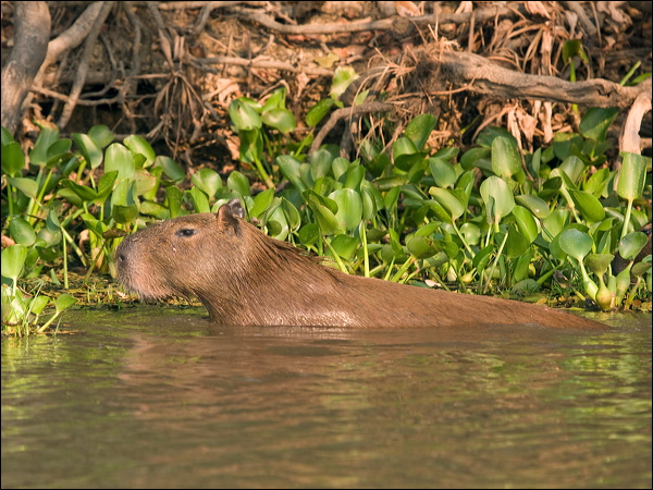 Capybara capybara_202601.psd