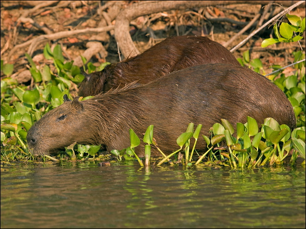 Capybara capybara_202602.psd