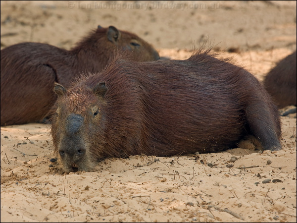 Capybara capybara_203906.psd