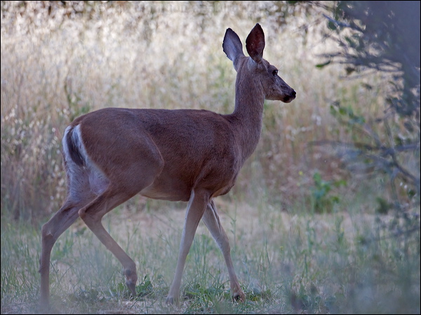 Columbian Black-tailed Deer* columbblacktaildeer_66741.psd