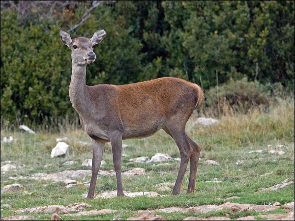 Red Deer red_deer_161571.psd