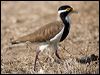 banded_lapwing_106182