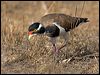 banded_lapwing_106230