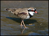 Click here to enter gallery and see photos of Black-fronted Dotterel