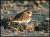 double_banded_plover_00679
