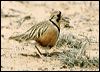 Click here to enter gallery and see photos of Inland Dotterel