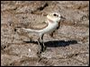 Click here to enter gallery and see photos of Kentish Plover