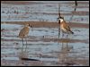 Click here to enter gallery and see photos of Lesser Sand Plover