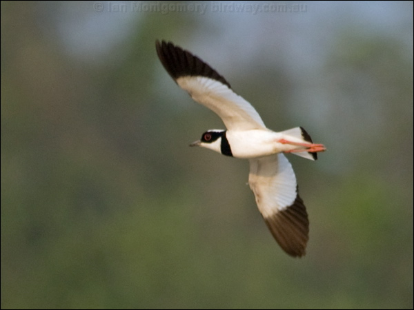 Pied Plover pied_plover_204439.psd