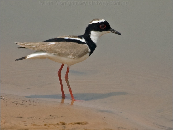 Pied Plover pied_plover_204915.psd